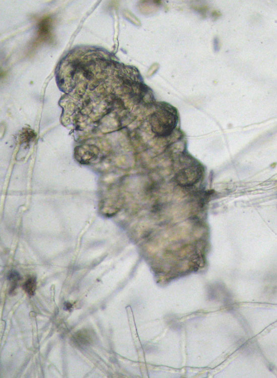 Tardigrado: probabile Macrobiotus richtersi